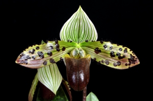 Paphiopedilum Delightfully Venus Tawny HCC/AOS 76 pts.